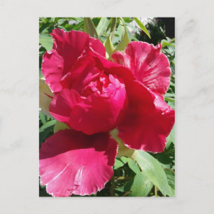 Postal Flor de Peonía Rosa