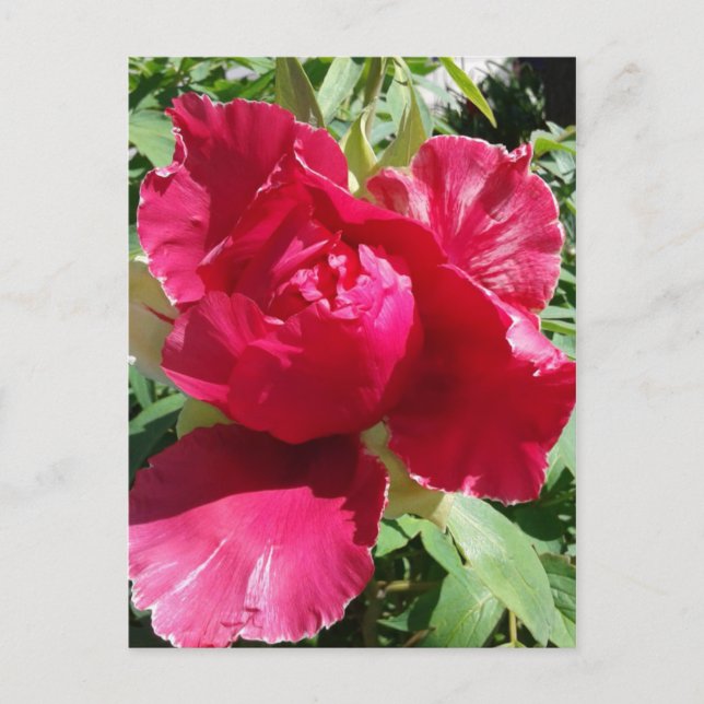 Postal Flor de Peonía Rosa (Anverso)
