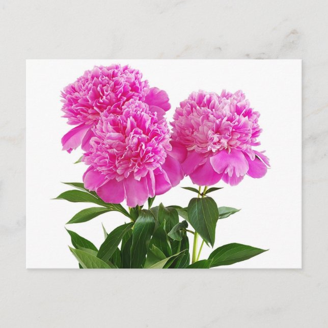 Postal Flor De Peonía Rosa Floral - Gracias, Hola (Anverso)