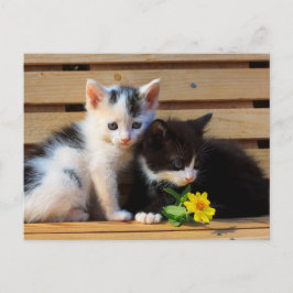 Postal Flor de pequeños gatitos