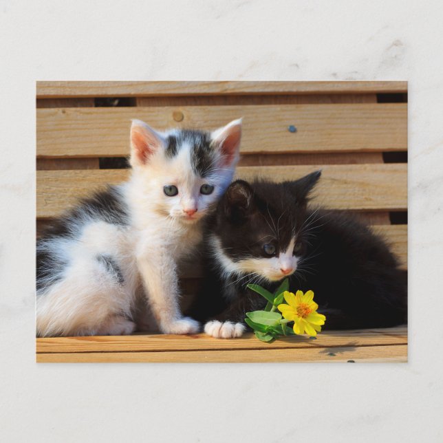 Postal Flor de pequeños gatitos (Anverso)