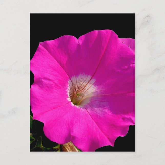 Postal flor de petunia rosa (Anverso)