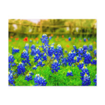 Flor de pincel indio de Bluebonnets de Texas