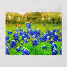 Postal Flor de pincel indio de Bluebonnets de Texas