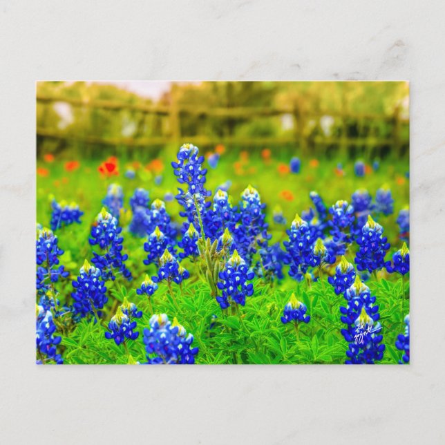 Postal Flor de pincel indio de Bluebonnets de Texas (Anverso)