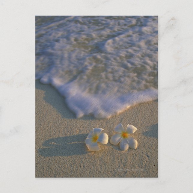 Postal Flor de playa (Anverso)