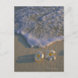 Postal Flor de playa