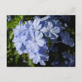 Postal Flor de Plumbago Azul de Hawái