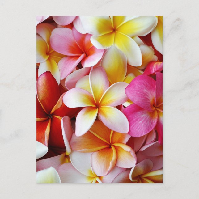 Postal Flor de Plumeria mixta rosa blanca amarilla (Anverso)
