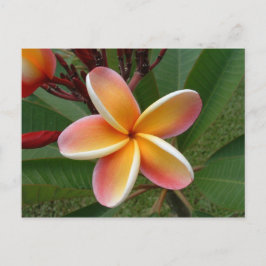 Postal Flor de Plumeria - Oahu, Hawaii