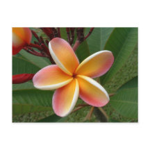 Flor de Plumeria - Oahu, Hawaii