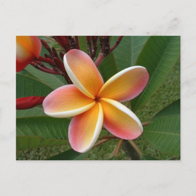 Postal Flor de Plumeria - Oahu, Hawaii (Anverso)