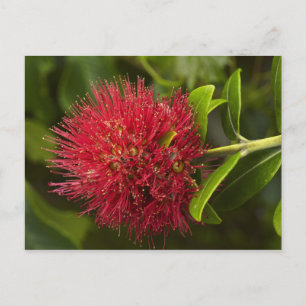 Postal Flor de Pohutukawa, Dunedin