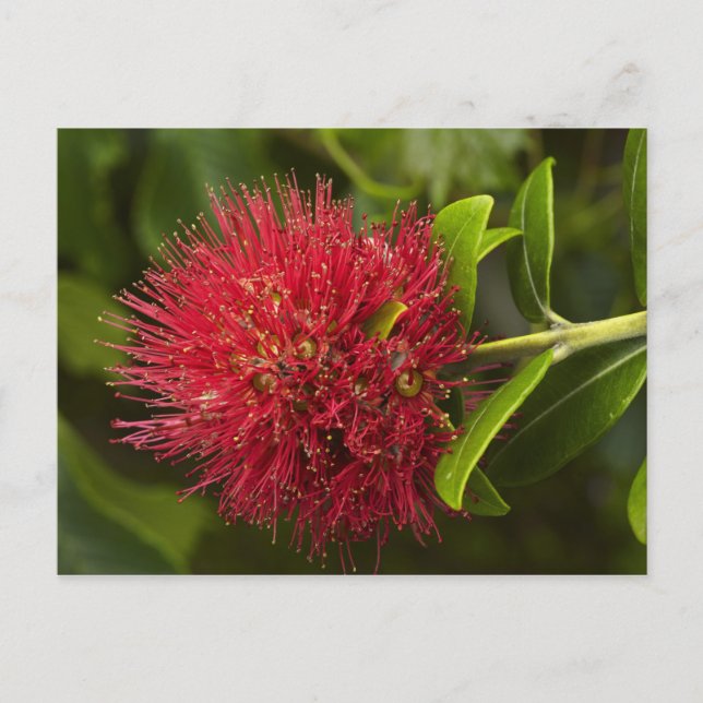 Postal Flor de Pohutukawa, Dunedin (Anverso)