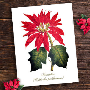 Postal Flor de poinsettia botánica de época elegante