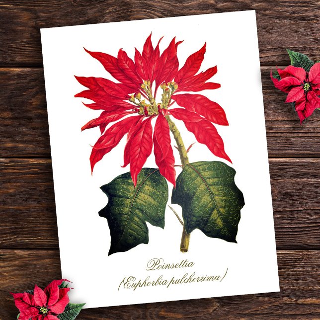 Postal Flor de poinsettia botánica de época elegante (Subido por el creador)