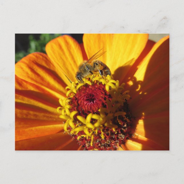 Postal Flor de polinización de abejas (Anverso)