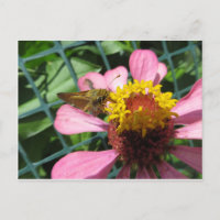 Flor de polinización de la moscas