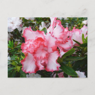 Postal Flor de primavera de Azaleas doble roja y blanca