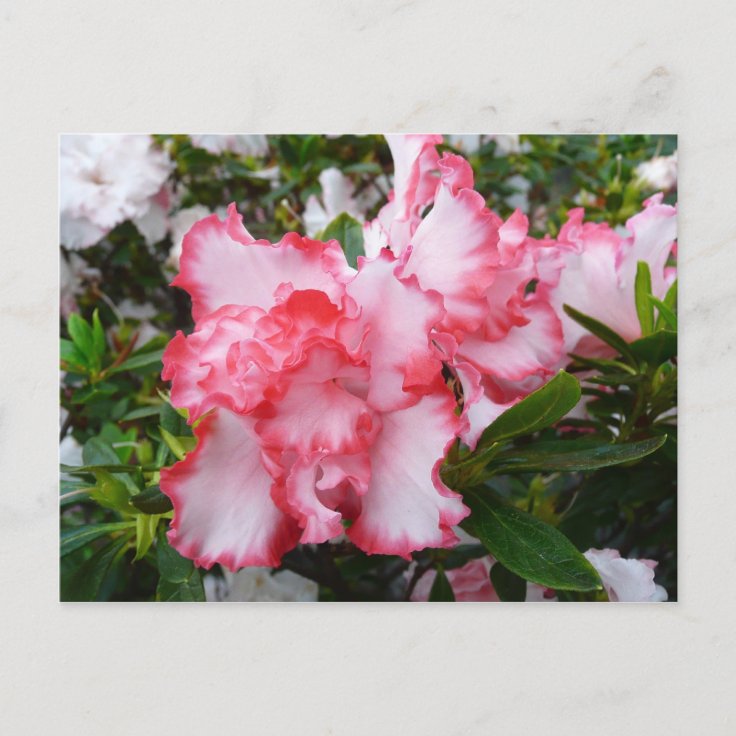 Postal Flor de primavera de Azaleas doble roja y blanca 