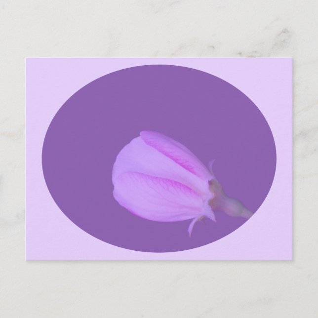 Postal Flor de primavera rosa y morada (Anverso)