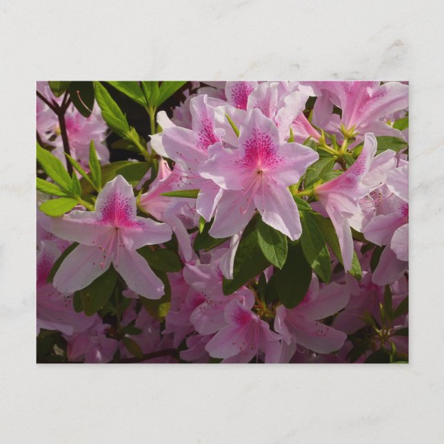 Postal Flor de primavera rosada de Azalea Bush (Anverso)