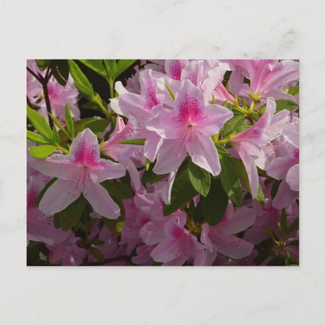 Postal Flor de primavera rosada de Azalea Bush (Anverso)
