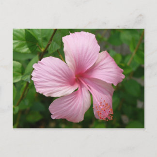 Postal Flor de República Dominicana