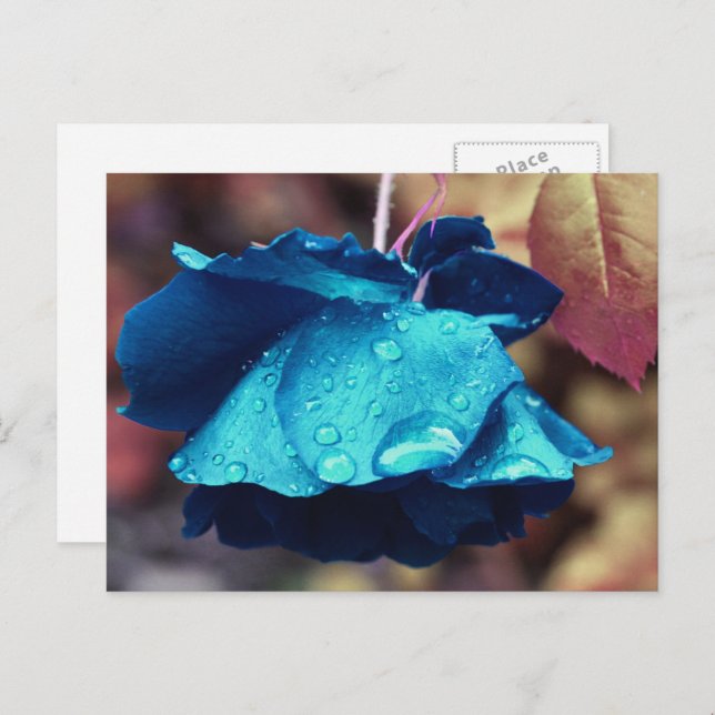 Postal Flor de Rosa Azul Personalizada (Anverso / Reverso)