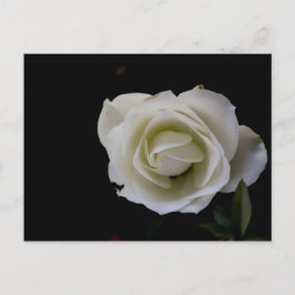 Postal Flor de rosa blanca sobre fondo negro