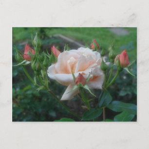 Postal Flor de Rosa de color