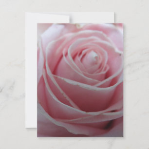 Postal Flor de rosa linda