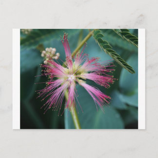 Postal Flor de rosa Mimosa