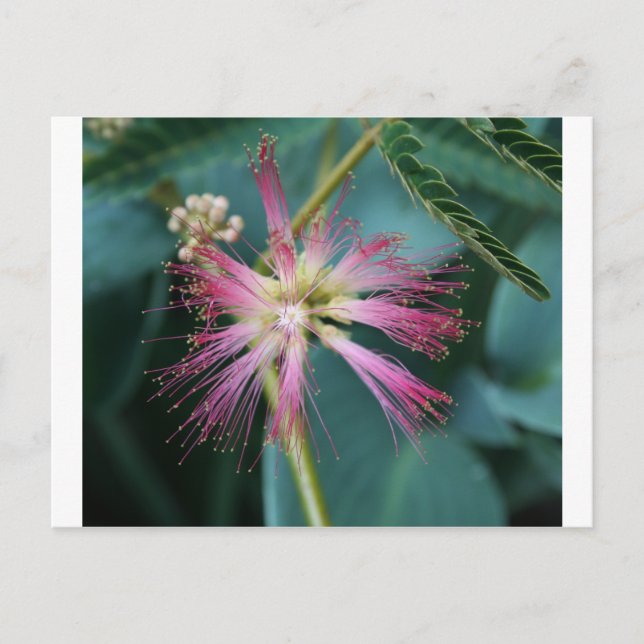 Postal Flor de rosa Mimosa (Anverso)