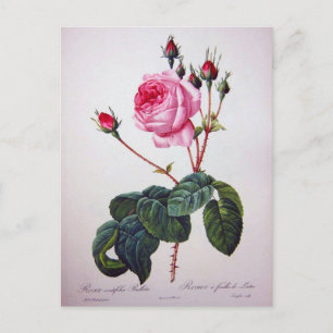 Postal Flor de rosa, Pierre Joseph Redouté