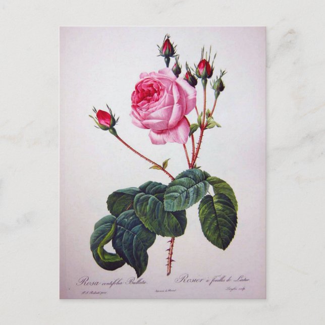 Postal Flor de rosa, Pierre Joseph Redouté (Anverso)