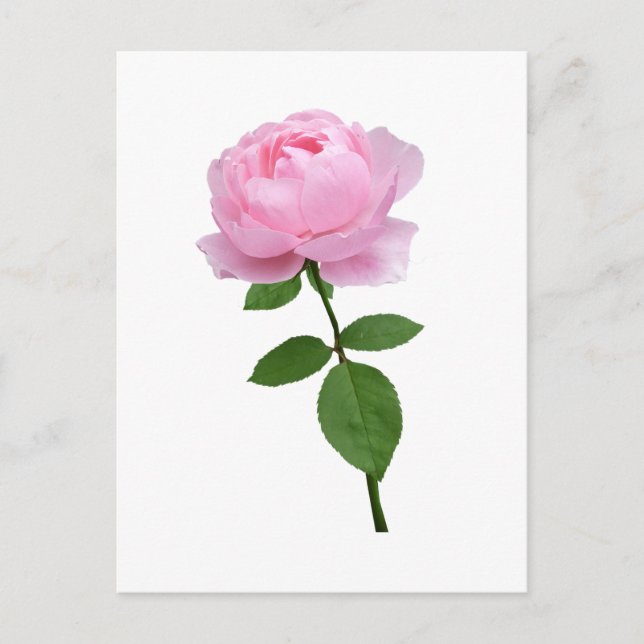 Postal Flor de Rosa Rosa Elegante (Anverso)