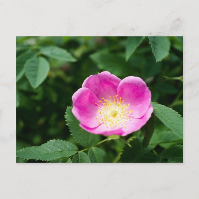 Postal Flor de rosa silvestre (Anverso)