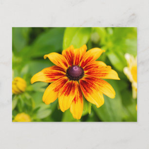 Postal Flor de Rudbeckia