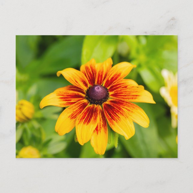 Postal Flor de Rudbeckia (Anverso)