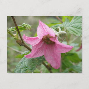 Postal Flor de Salmón, Isla Unalaska