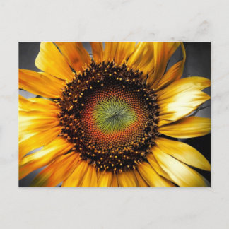 Postal Flor de sol