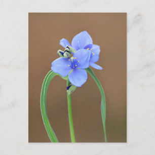 Postal Flor de Spiderwort