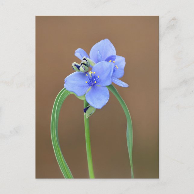 Postal Flor de Spiderwort (Anverso)
