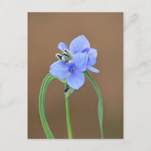 Postal Flor de Spiderwort