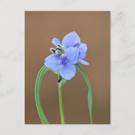 Postal Flor de Spiderwort