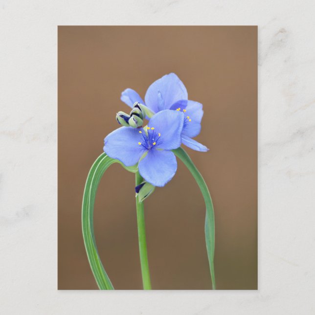 Postal Flor de Spiderwort (Anverso)