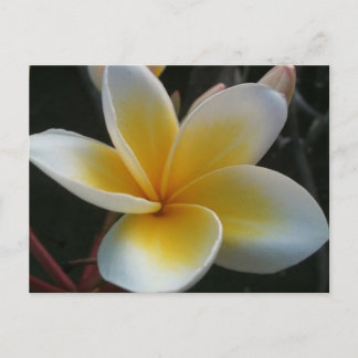Postal flor de tailandia