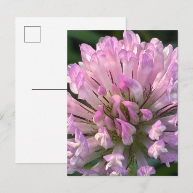 Postal Flor de trébol bonita (Anverso / Reverso)