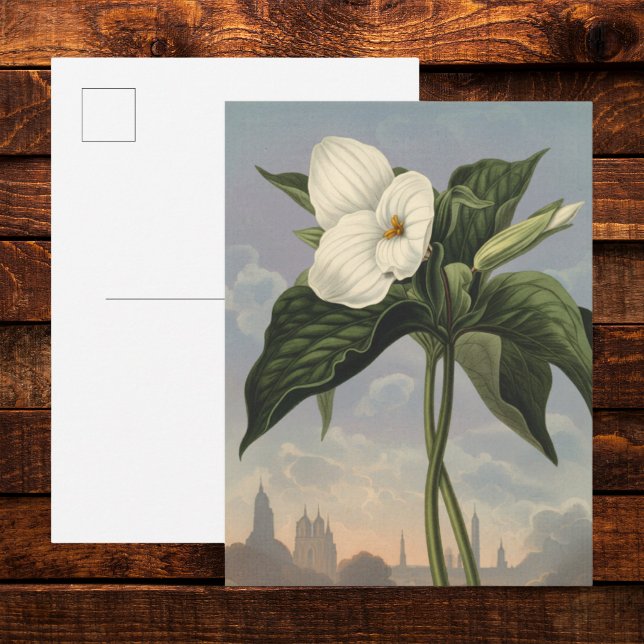 Postal Flor de Trillium Blanca en estilo Temple of Flora (Subido por el creador)